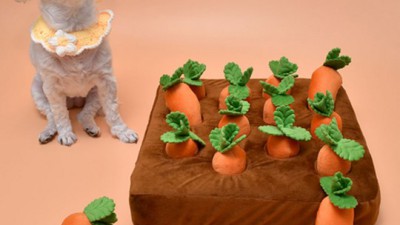 우리 댕댕이 행복 충전! 강아지당근농장 리얼 후기🥕✨